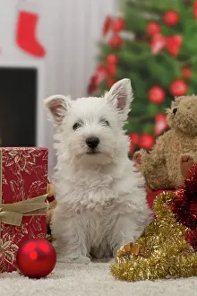 Presents: Dog