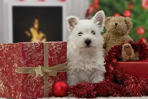Presents: Dog