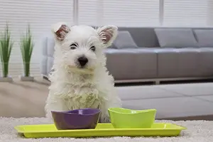 Bowls: Dog