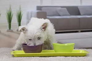 Bowls: Dog
