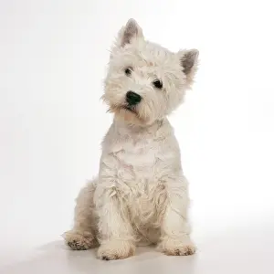 Ears: DOG - West Highland TERRIER - white, sitting
