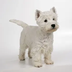 Wagging: DOG - West Highland TERRIER - white, standing