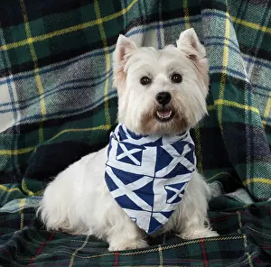 Scarves: Dog West Highland White Terrier