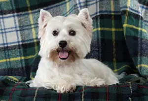 Westies: Dog West Highland White Terrier