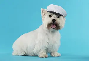 Westies: Dog West Highland White Terrier