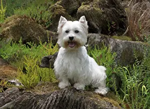 Westies: Dog West Highland White Terrier