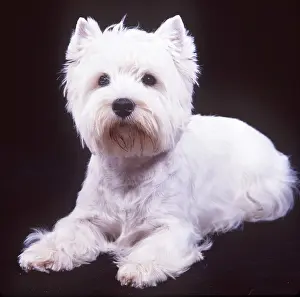 Westies: DOG - West Highland White Terrier