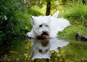 Thirty: DOG - West highland white terrier laying on edge of pond