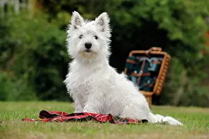 Picnic: DOG. West highland white terrier puppy sitting