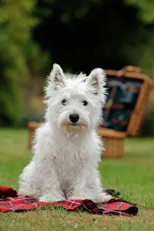Picnic: DOG. West highland white terrier puppy sitting