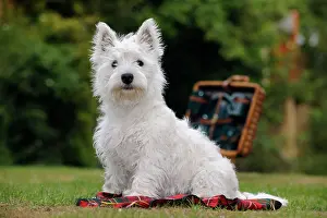 Picnic: DOG. West highland white terrier puppy sitting