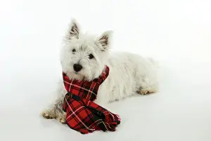 Tartan: DOG. West highland white terrier puppy wearing tartan scarf