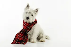Tartan: DOG - West highland white terrier puppy wearing tartan scarf