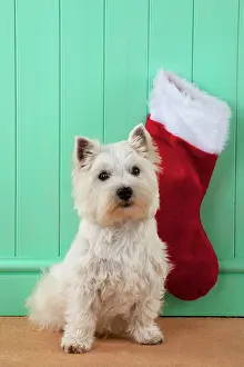 Stocking: DOG - West highland white terrier sitting in front