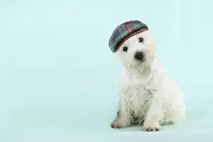 100817: DOG - West highland white terrier sitting wearing