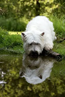 Thirty: DOG - West highland white terrier standing in pond