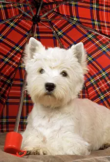 Umbrellas: DOG - West Highland White Terrier - under tartan umbrella