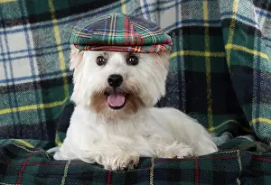 100817: DOG West Highland White Terrier on tartan wearing
