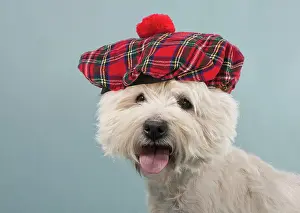 Westie: Dog - West Highland White Terrier / Westie wearing