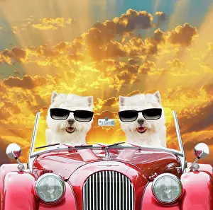 290621: Dog - West Highland White Terriers driving car at sunset wea