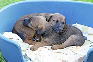 Westfalen: Dog - Westfalia / Westfalen Terrier - 2 puppies