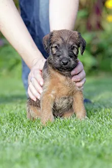 Westfalen: Dog - Westfalia / Westfalen Terrier - puppy being