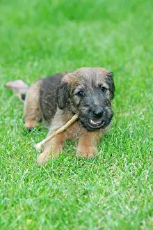Westfalia: Dog - Westfalia / Westfalen Terrier - puppy chewing