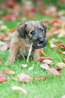 Chew: Dog - Westfalia / Westfalen Terrier - puppy chewing