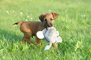 Westfalia: Dog - Westfalia / Westfalen Terrier - puppy playing