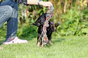 Westfalia: Dog - Westfalia / Westfalen Terrier - puppy playing