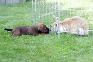 Westfalen: Dog - Westfalia / Westfalen Terrier - puppy playing