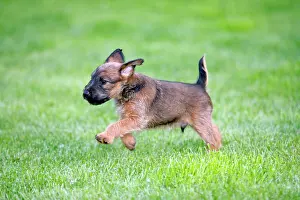 Westfalia: Dog - Westfalia / Westfalen Terrier - puppy running