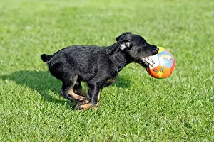 Westfalia: Dog - Westfalia / Westfalen Terrier - puppy running