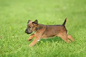 Westfalia: Dog - Westfalia / Westfalen Terrier - puppy running