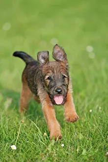 Westfalia: Dog - Westfalia / Westfalen Terrier - puppy running