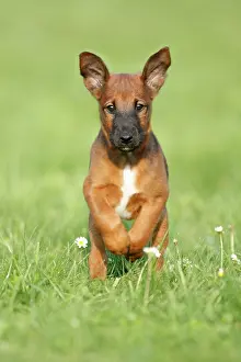 Westfalia: Dog - Westfalia / Westfalen Terrier - puppy running