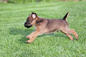 Westfalen: Dog - Westfalia / Westfalen Terrier - puppy running