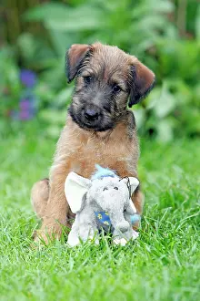 Westfalia: Dog - Westfalia / Westfalen Terrier - puppy sitting