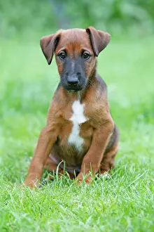 Westfalen: Dog - Westfalia / Westfalen Terrier - puppy sitting