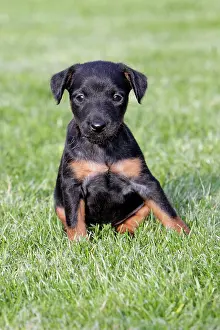 Westfalen: Dog - Westfalia / Westfalen Terrier - puppy sitting