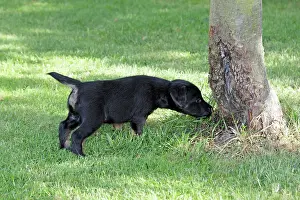 Westfalen: Dog - Westfalia / Westfalen Terrier - puppy sniffing