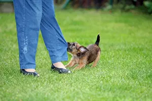 Westfalen: Dog - Westfalia / Westfalen Terrier - puppy tugging