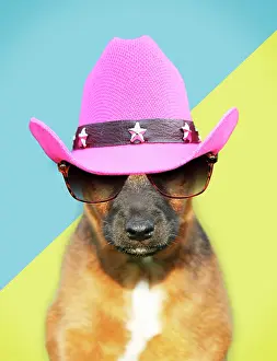 Westfalen: Dog