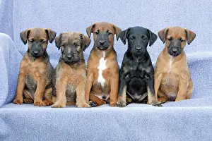 Brothers: Dog - Westfalia / Wetfalen Terrier Puppies - 5