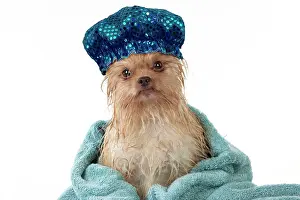 Wrapped: DOG - Wet chihuahua wrapped in a towel wearing