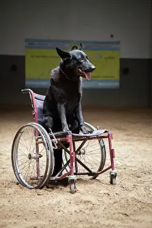 Seat: Dog on wheelchair in a horse therapy center