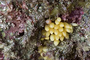 Shellfish: Dog Whelk / Dogwhelk - Eggs