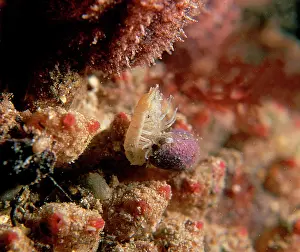 Whelk: Dog whelk eating an isopod