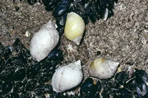 Whelk: Dog Whelks - and Mussels