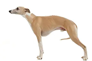 Stance: Dog - Whippet
